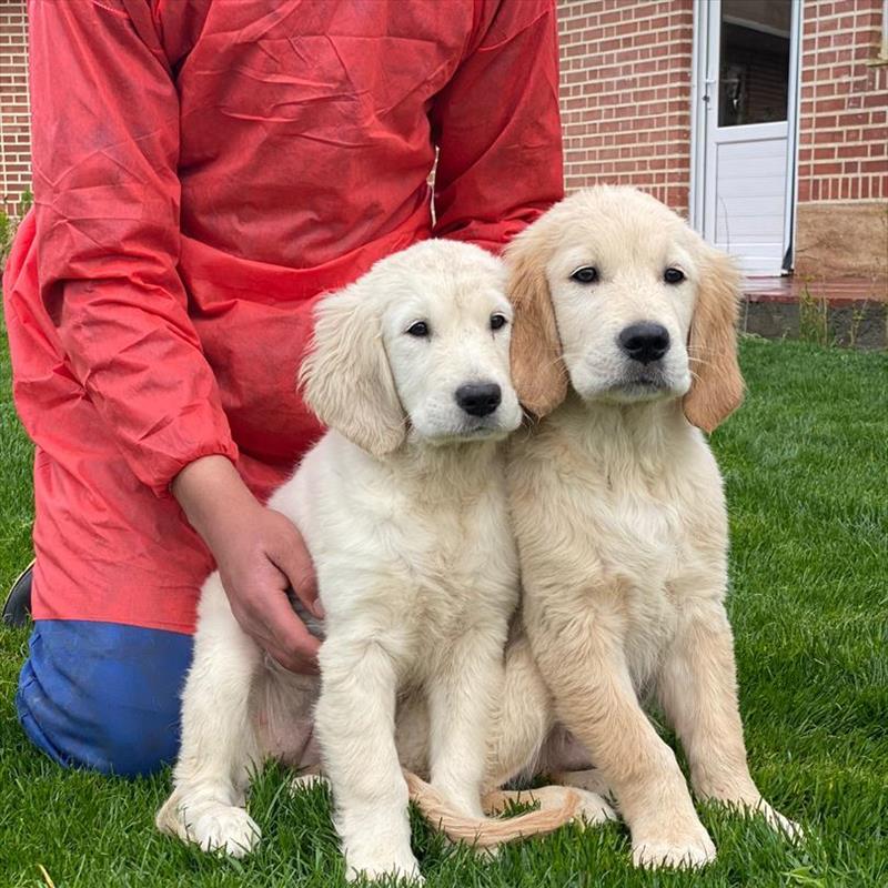 فروش توله های گلدن رتریور 