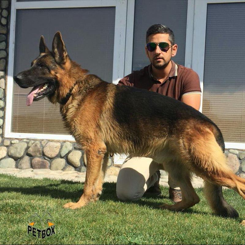 فروش تولهای ژرمن شپرد بلک فیس
