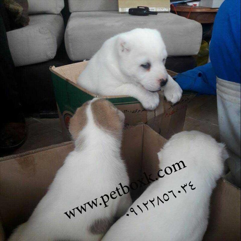 توله های الابای از مولدین استثنایی