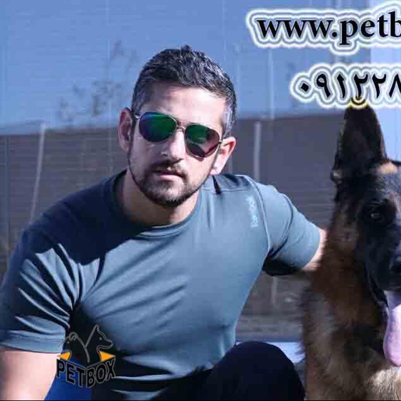 مولد نر ژرمن شپردهای مو کوتاه پت باکس