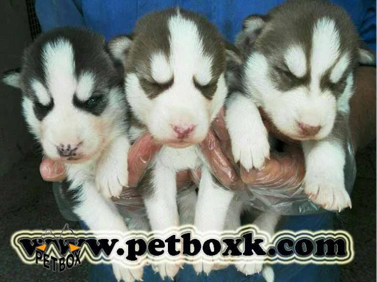 هاسکی های 15 روزه در 2 رنگ