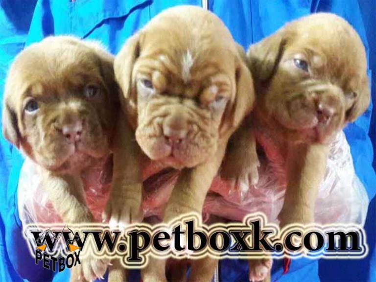 پیش فروش ماستیف فرانسوی های 25 روزه
