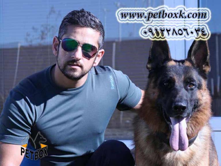 پیش فروش توله های (ساشا) ژرمن شپرد 