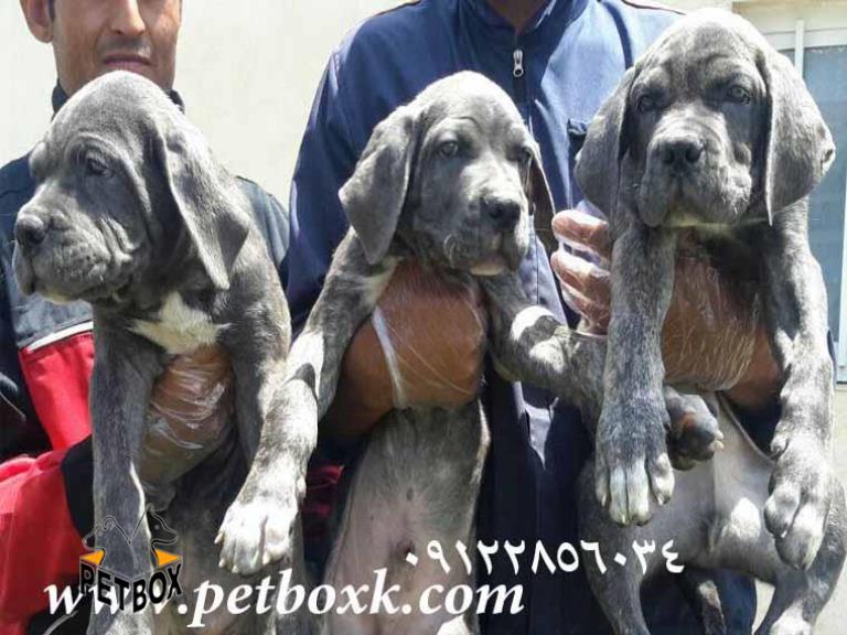  فروش کن کورسو 2.5 ماهه استثنایی