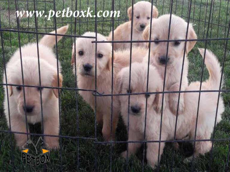  فروش توله گلدن های استثنایی