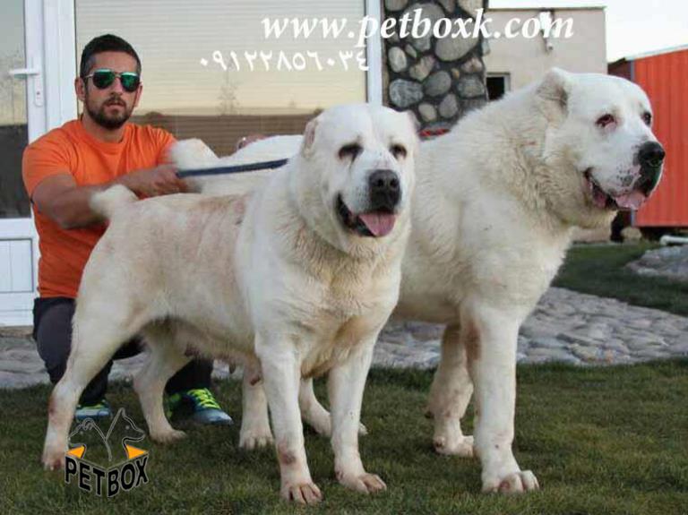  پیش فروش توله های الابای تعداد محدود