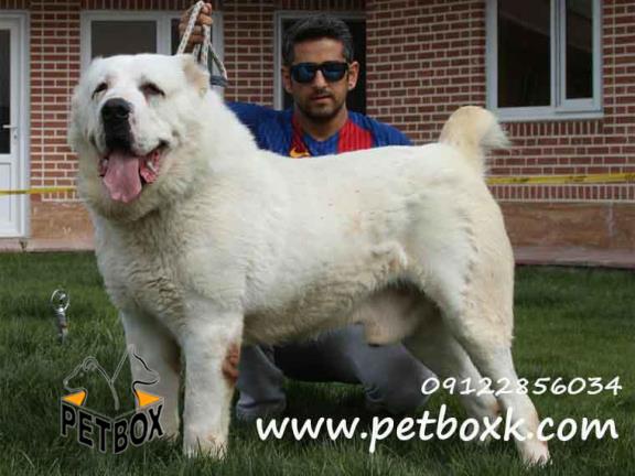  فروش توله الابای یک نژاد استثنایی