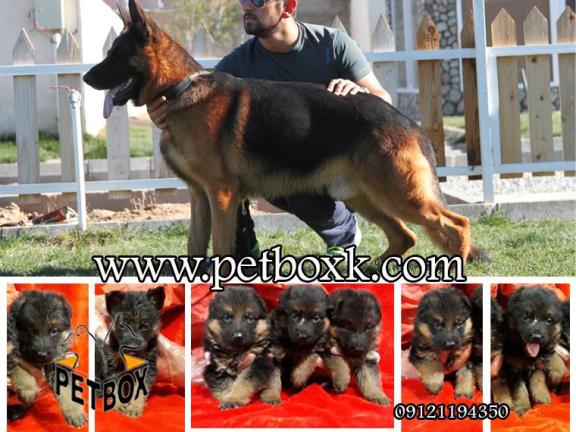 توله های ژرمن معروف ساشا