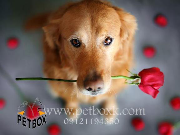 فروش توله گلدن رتریور سگ مناسب برای خانواده