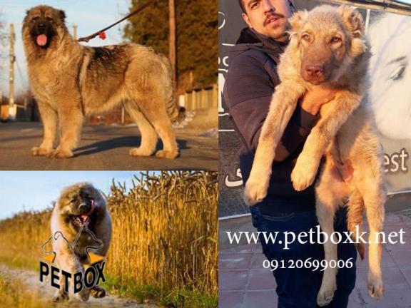 فروش توله های قفقازی فوق العاده درشت