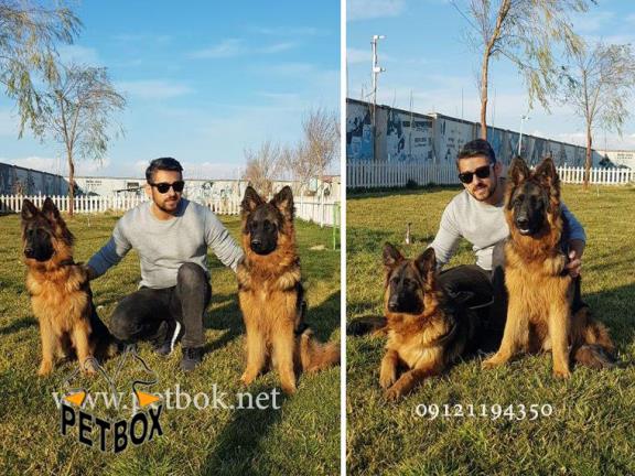 فروش یک جفت سگ ژرمن شپرد اصیل موبلند