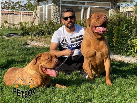 فروش مولد های ماستیف فرانسوی -برودکس - فروش سگ ماستیف فرانسوی برودوکس