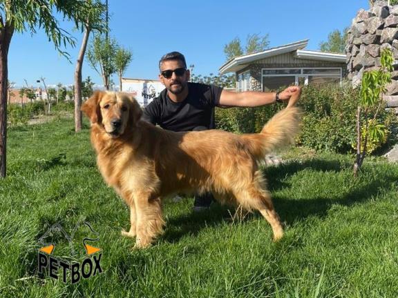 فروش توله های گلدن رتریور 