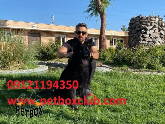 فروش توله ی بلک ژرمن شپرد 