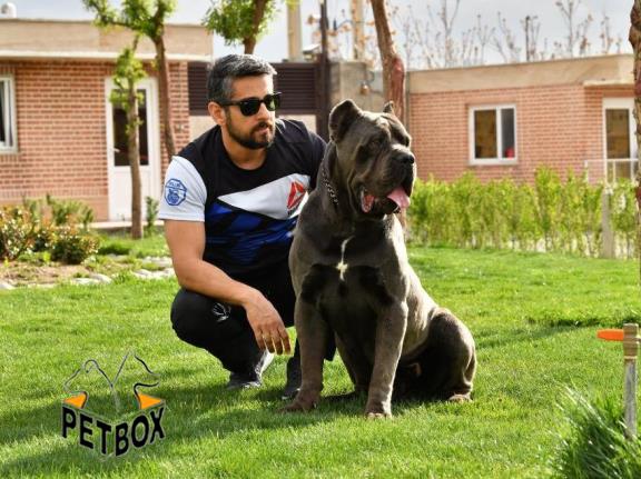 فروش توله ی کن کورسو 