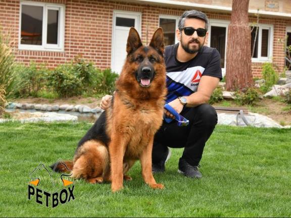 فروش توله ی ژرمن شپرد مو کوتاه
