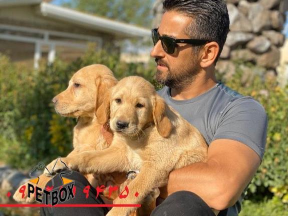 فروش توله های فوق العاده باهوش لابرادور رتریور 