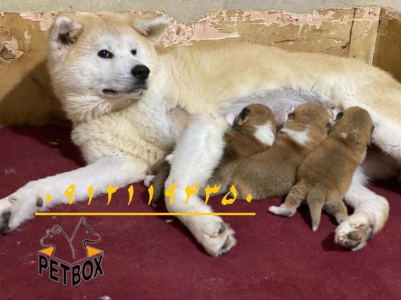 فروش توله های جاپانیز آکیتا 