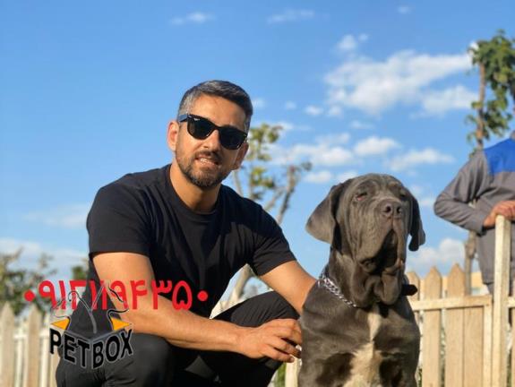 فروش سگ بی نظیر ناپولیتن ماستیف  - سگ ناپولیتن ماستیف