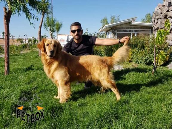 فروش توله های فوق العاده باهوش گلدن رتریور  