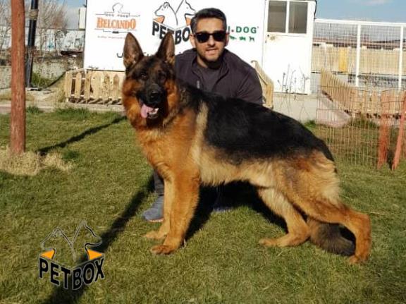 فروش توله های ژرمن شپرد با خط خونی و اناتومی فوق العاده 