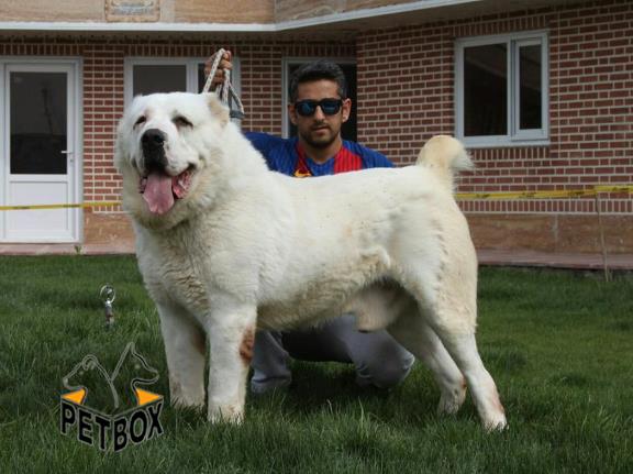 فروش توله ها ی غول پیکر  الابای 
