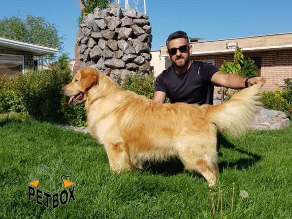 فروش توله ی گلدن رتریور فوق العاده باهوش 