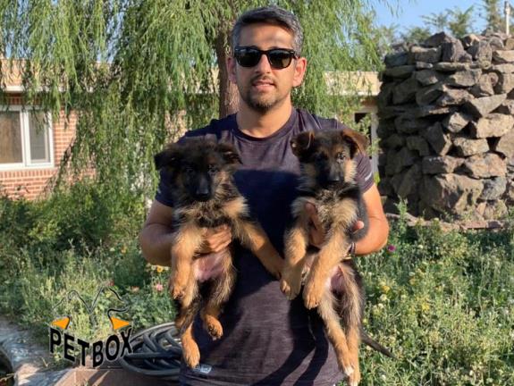 فروش توله های ژرمن شپرد با خط خونی و اناتومی فوق العاده 