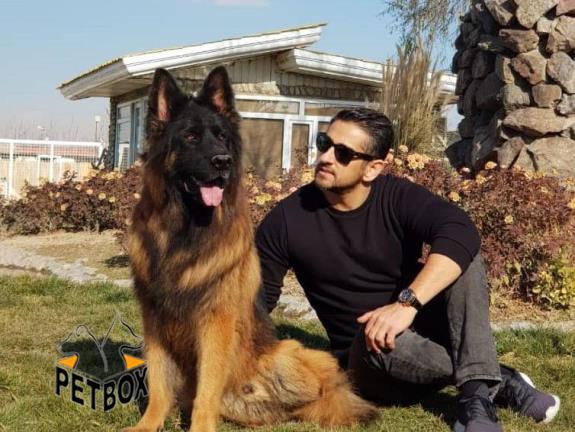 فروش توله های هیرو بهترین ژرمن شپرد مو بلند وارد شده 