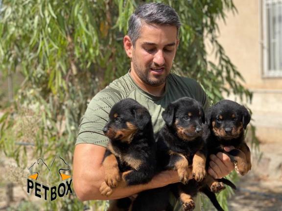 فروش روتوایلر جمجمه حجیم پوزه دلقکی 