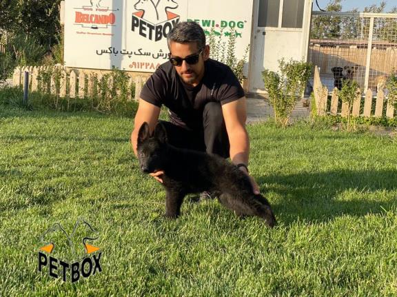 فروش توله های بلک ژرمن 