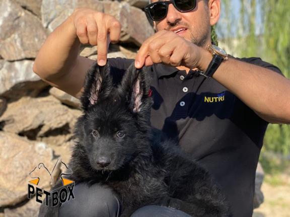 فروش بلک  ژرمن شپرد مو بلند 