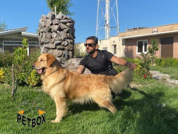 فروش توله های گلدن رتریور با اصالت بالا