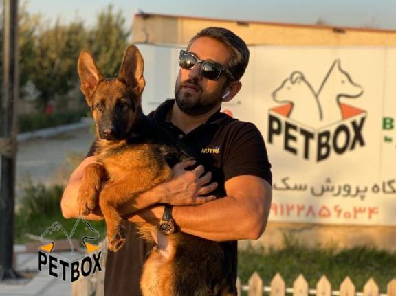 فروش توله های ژرمن شپرد دو سر شجره