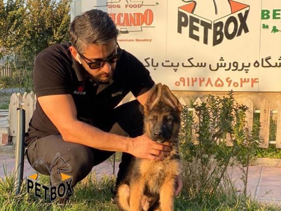 فروش توله های ژرمن شپرد با خط خونی و اناتومی فوق العاده 