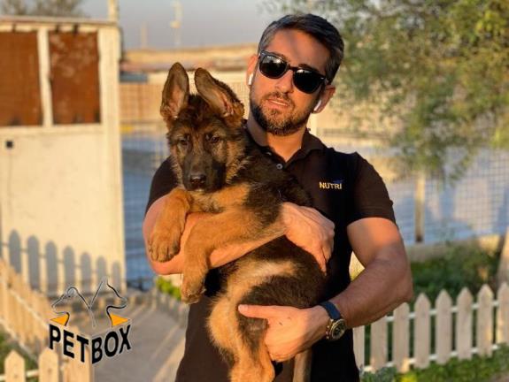 فروش توله های ژرمن شپرد با خط خونی و اناتومی فوق العاده 