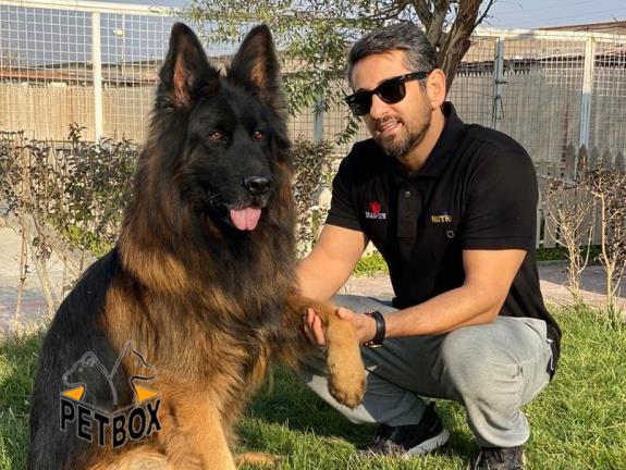 فروش ژرمن شپرد آناتومی فوق العاده و شجره