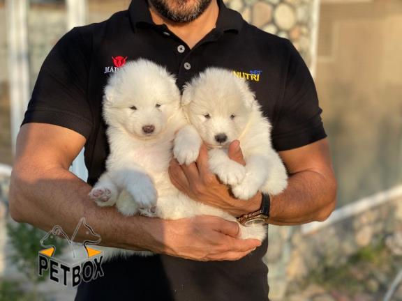 فروش توله ی ساموید  صورت خندان 