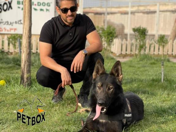 فروش ژرمن شپرد ورک لاین