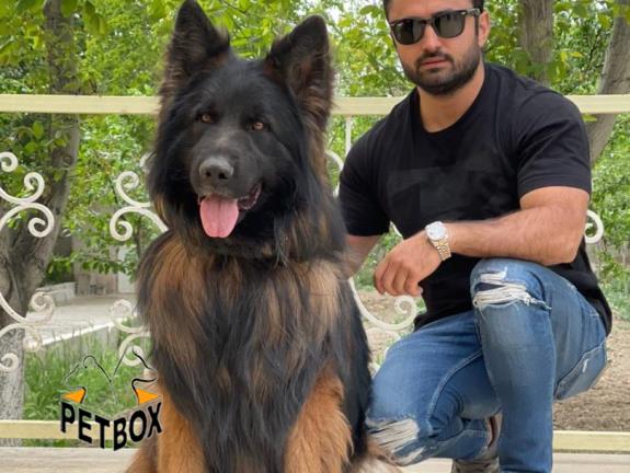 فروش توله های ژرمن شپرد با خط خونی و اناتومی فوق العاده 