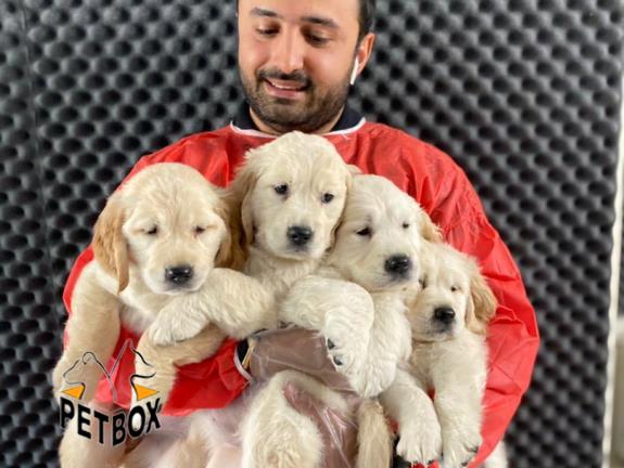 فروش توله های فوق العاده باهوش گلدن رتریور 