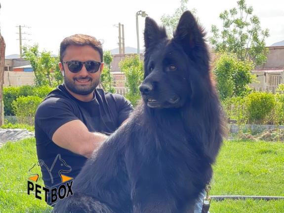  فروش  بلک ژرمن   با اناتومی بدن فوق العاده 