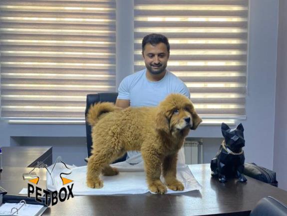 فروش توله ی ماستیف تبتی 