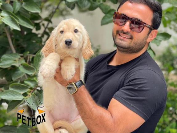 فروش توله های فوق العاده باهوش گلدن رتریور 