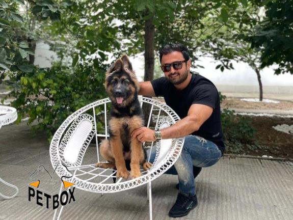 فروش توله های ژرمن شپرد با خط خونی و اناتومی فوق العاده 