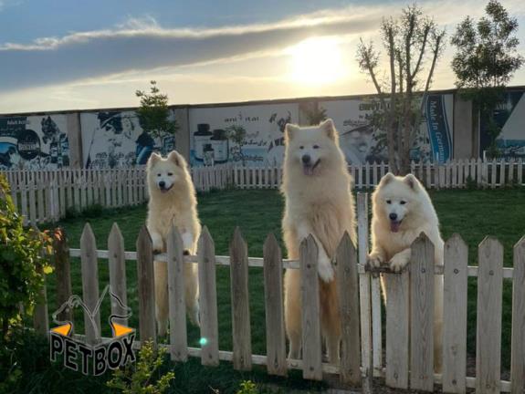 فروش توله های سامویدد صورت خندان 
