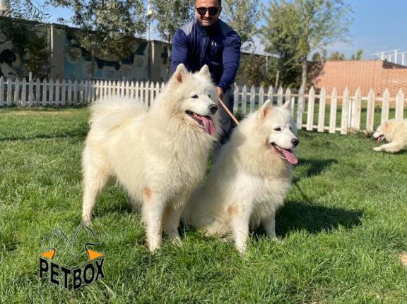 فروش توله های ساموید