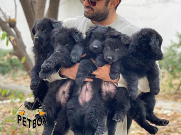 فروش  بلک ژرمن   با اناتومی بدن فوق العاده