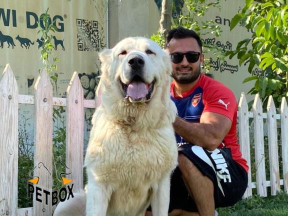 فروش توله ی الابای -  فروش سگ آلابای