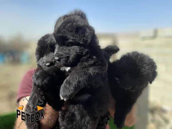 فروش  بلک ژرمن